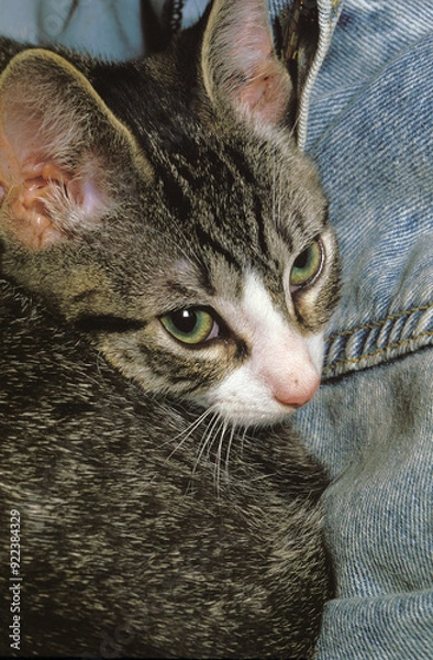 Fototapeta Kitten Curled Up On Denim