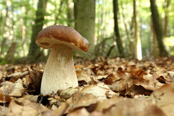 Obraz Grzyb - kamienny grzyb