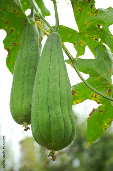 Obraz Natural mop - loofah or vegetable sponge