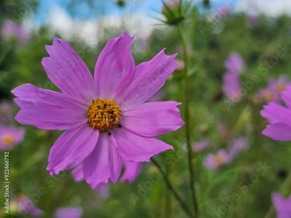 Obraz flower in the garden