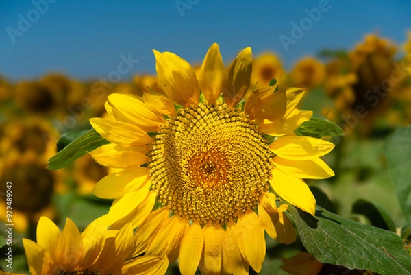 Obraz Girasole