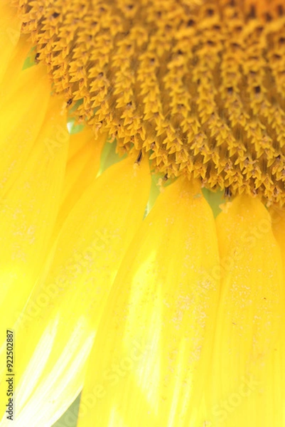 Obraz pétale ensoleillée