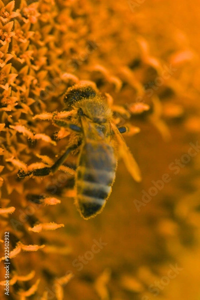 Obraz macro abeille dans tournesol