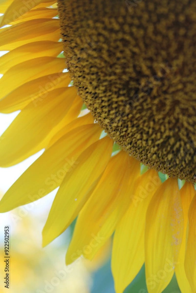 Obraz pétale tournesol 2