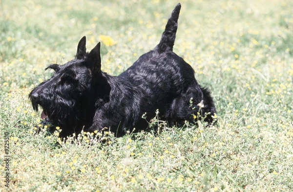 Obraz scottish terrier dans l'herbe