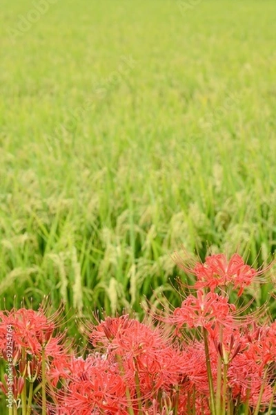 Obraz 秋の風景　彼岸花と稲