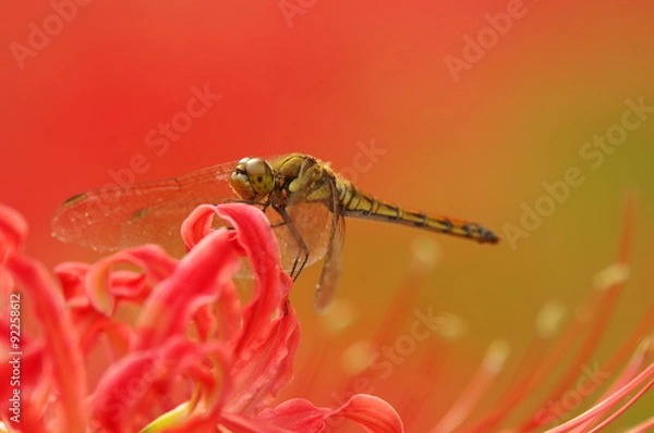 Obraz 彼岸花とトンボ