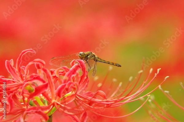 Obraz 彼岸花とトンボ