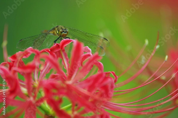 Obraz 彼岸花とトンボ