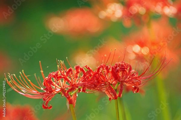 Fototapeta 彼岸花