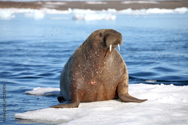 Fototapeta Walrus cow on ice floe 