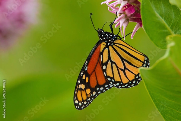 Obraz monarch butterfly on flower