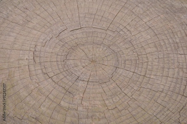 Fototapeta 木の年輪