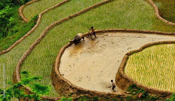 Fototapeta Rice fields on terraced of Mu Cang Chai, YenBai, Vietnam. Rice fields prepare the harvest at Northwest Vietnam.