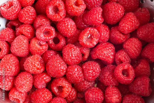 Fototapeta Close-up of numerous fresh raspberries washed and wet, filling a metal colander. The bright red raspberries display their characteristic fine hairs and hollow cores, showcasing their freshness.