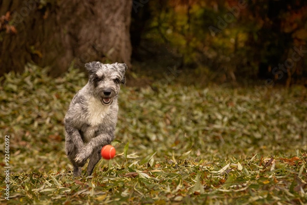 Obraz Aussiedoodle Australian shepard poodle mix breed pet dog playing fetch with a ball outdoors