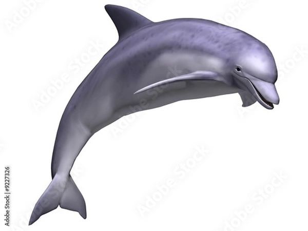 Obraz Leaping Dolphin