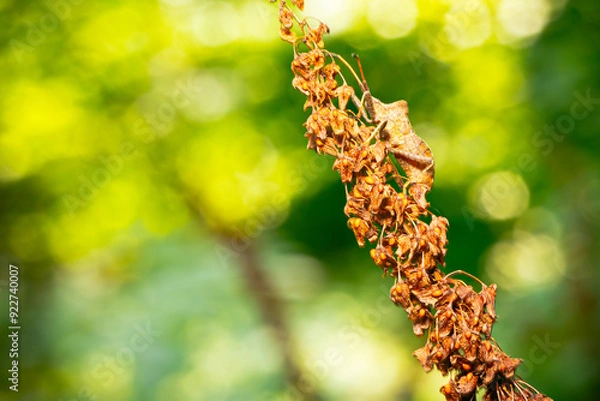 Fototapeta bug Acanthosomatinae Heteroptera Hemiptera 	Elasmostethus macro close-up