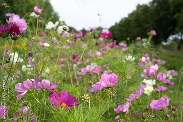 Obraz Beautiful flowers
