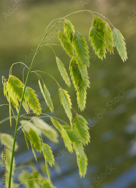 Fototapeta Close Up of a Backlit Stem of Inland Sea Oats on a Breezy Day with Water in the Background