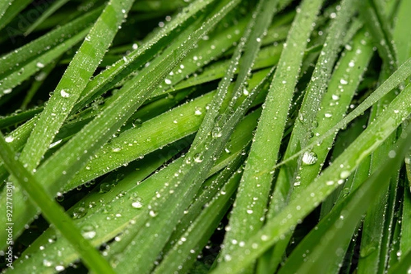 Fototapeta Wet green grass with dew drops.Natural grass in the field.