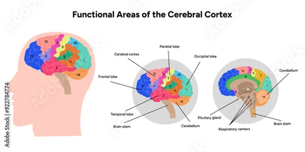 Fototapeta Diagram of functional areas of cerebral cortex human brain anatomy educational 