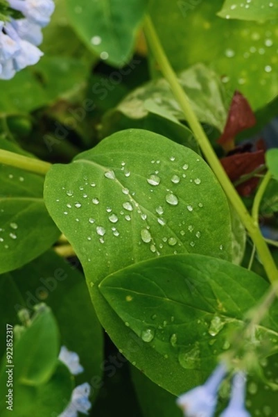 Obraz Raindrops atop a green leaf