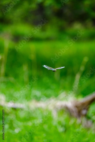 Obraz Dragonfly in flight