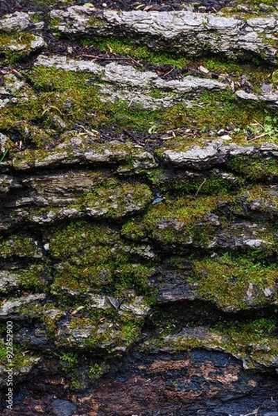 Obraz Mossy bark background