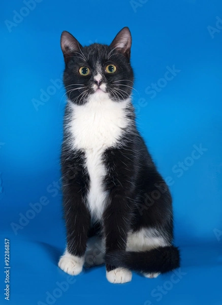 Obraz Black and white cat sitting on blue