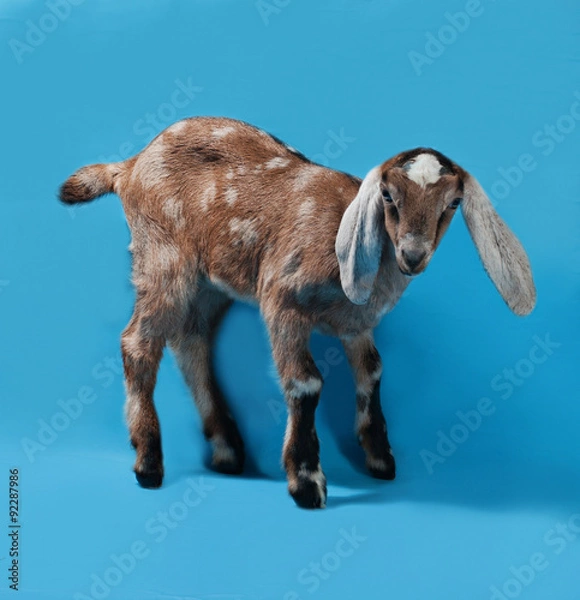 Fototapeta Black, white and red Nubian lamb on blue