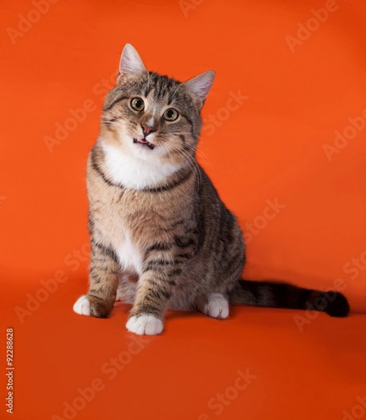 Fototapeta Tabby and white cat sitting on orange