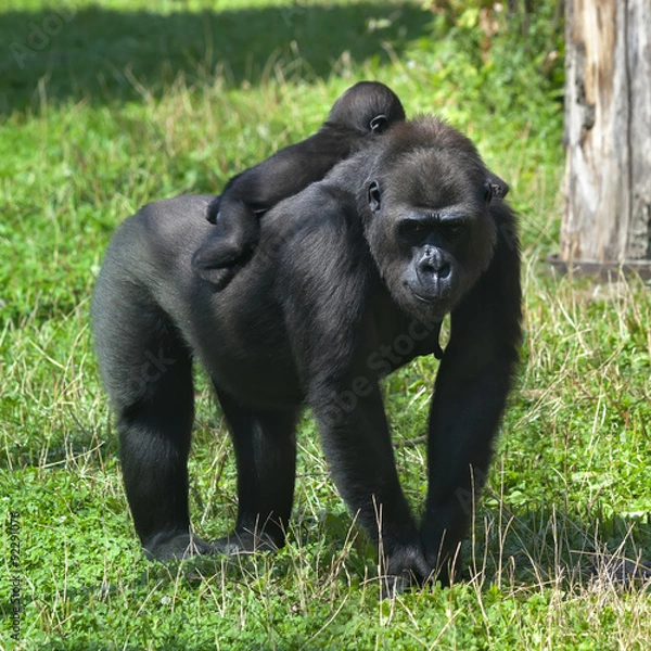 Obraz A sunlit gorilla female with her baby on her back. The biggest monkey mother on green grass. Little family of the great apes. Tenderness and beauty of the wildlife.