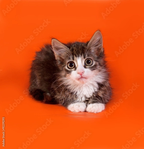 Fototapeta Striped and white fluffy kitten sitting on orange