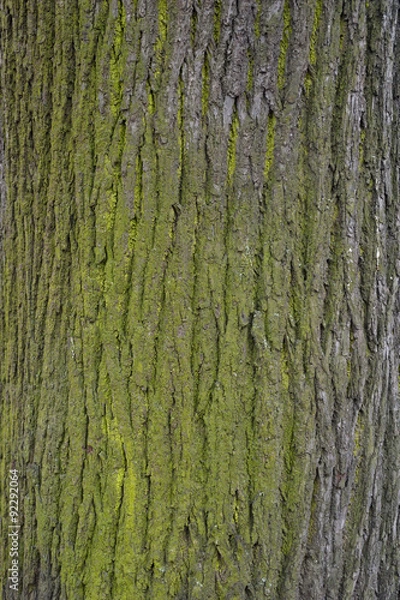 Fototapeta Texture of old tree bark with green moss
