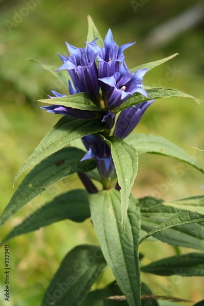 Obraz Willow gentian