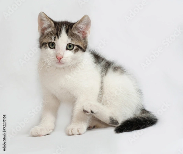 Obraz Striped and white kitten sitting on gray