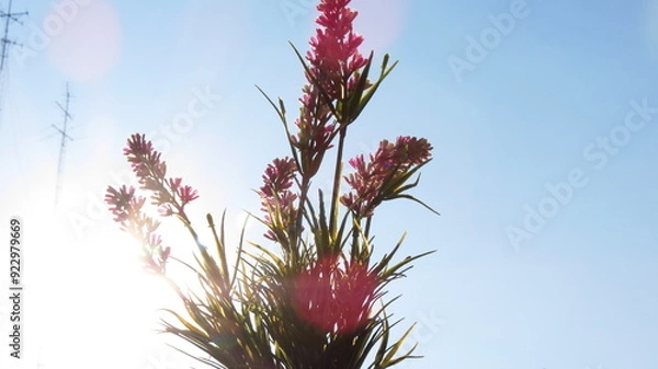 Obraz flower against sky