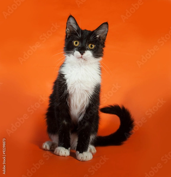 Obraz Black and white kitten sitting on orange