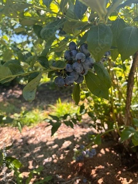 Obraz blueberries on a bush