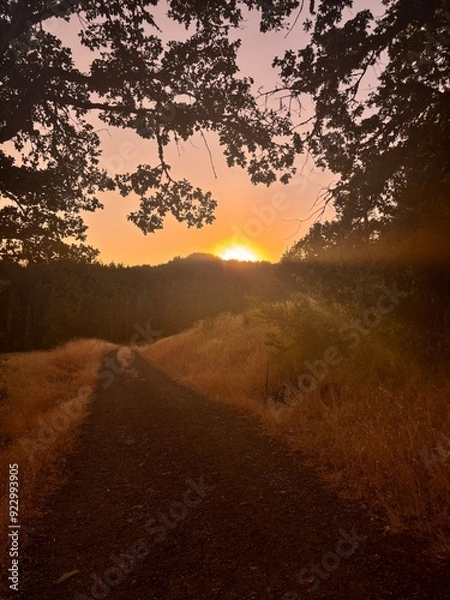 Obraz sunset in the forest