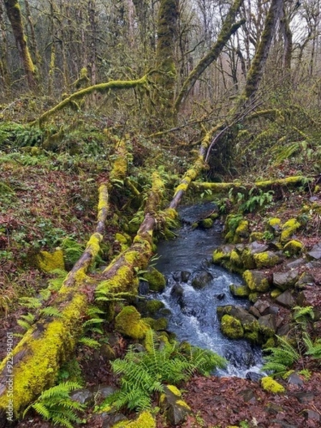Obraz stream in the woods