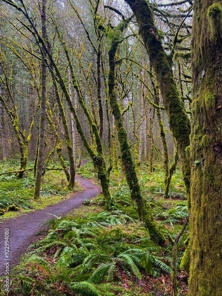 Obraz footpath in the woods