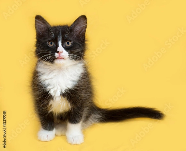 Obraz Small fluffy black and white kitten sitting on yellow