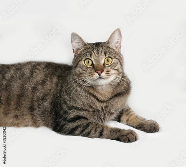 Fototapeta Tabby and white cat lying on gray