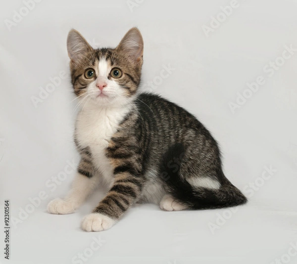 Obraz Striped and white kitten sitting on gray