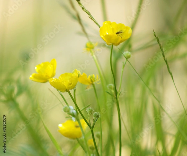 Obraz желтый цветочек