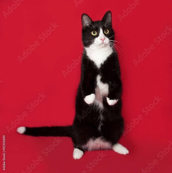 Fototapeta Black and white cat sitting on red