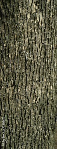 Fototapeta Texture of old tree bark with green moss