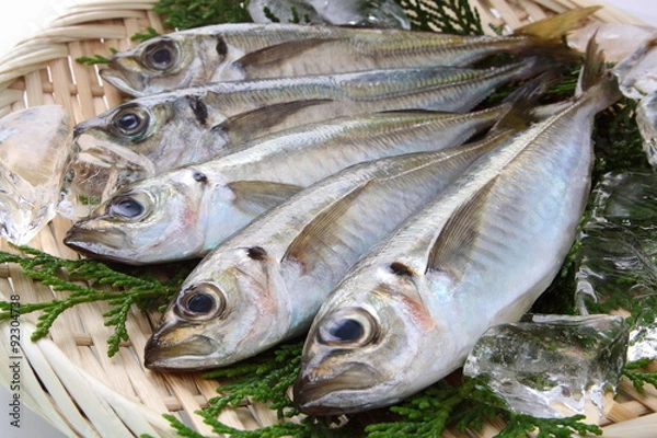 Fototapeta Mackrela konia